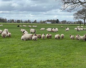 Grazende schapen in de buurt van Vakantiehuisje in Oldeholtpade, een vredige locatie op het Friese platteland in Friesland.