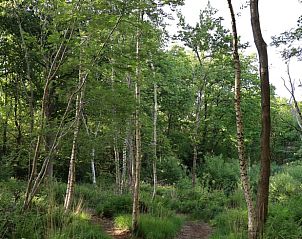 Dichtbegroeid bos nabij Vakantiehuisje in Oldeholtpade op het Friese platteland in Friesland voor natuurliefhebbers.