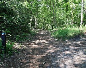 Schaduwrijke bosweg bij Vakantiehuisje in Oldeholtpade, perfect voor wandelingen op het Friese platteland in Friesland.