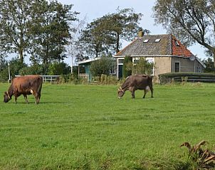 Rustieke charme van Vakantiehuisje in Ferwoude, omgeven door grazende koeien in Friesland.