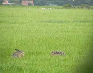 Hazen in de velden rondom Huisje in Wijnaldum, vakantiehuis in Friesland.