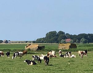 Koeien grazen bij Huisje in Wijnaldum, vakantiehuis op het Friese platteland.