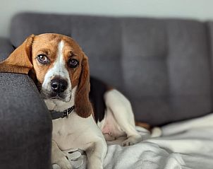 Unterkunft 2613105 - Ferienhaus Het Friese platteland - Vakantiehuisje in Oostrum/Dokkum