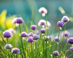 Unterkunft 2613106 - Ferienhaus Het Friese platteland - Vakantiehuisje in Oostrum/Dokkum