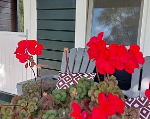 Heldere bloemen op de veranda van Vakantiehuisje in Munnekeburen, Friesland.
