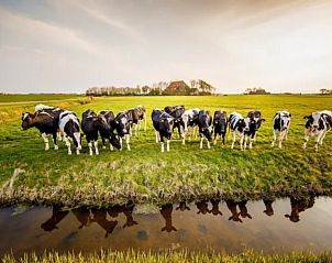 Grazende koeien in de weilanden rond Recreatieboerderij Slachtehiem, vakantiehuis in Lollum, Friesland.