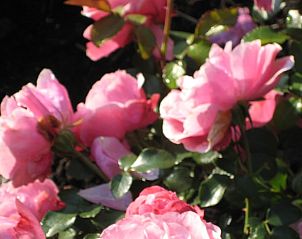 Historische tuinstructuur in Vakantiehuis in Drogeham, Friesland, met stenen boog.