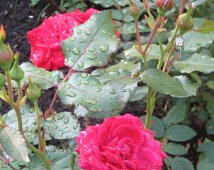 Rozen in bloei in Huisje in Drogeham, vakantiehuis op het Friese platteland met prachtige bloemen.