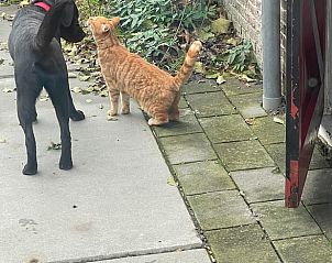 Huisdieren in de tuin van Huisje in Wytgaard, vakantiehuis op het Friese platteland, Friesland.