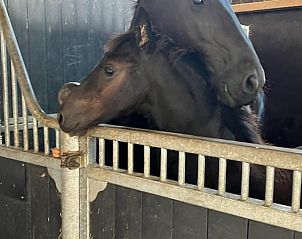 Paardenstal bij Huisje in Wytgaard, vakantiehuis op het Friese platteland, Friesland.