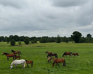 Paarden in een groene weide bij Vakantiehuis in Surhuisterveen, Friesland.