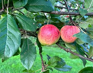 Twee rode appels aan een tak in de tuin van Huisje in Surhuisterveen, Friesland.