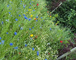 Kleurrijke bloemenweide bij Huisje in Surhuisterveen op het Friese platteland, Friesland.