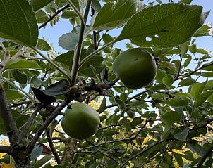 Groene appels aan de boom in de tuin van Huisje in Surhuisterveen, Friesland.
