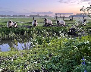 Schapen in het veld bij zonsondergang nabij Huisje in Gonga, Friesland.
