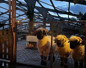 Schapen in de omgeving van Vakantiehuis in Gonga, Friesland, bieden een authentieke landelijke ervaring.