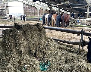 Paardenstal in de omgeving van Vakantiehuis in Gonga, Friesland, biedt een authentieke boerderijervaring.