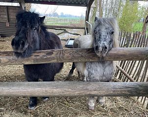 Schattige pony's in de omgeving van Vakantiehuis in Gonga, Friesland, een must-see voor dierenliefhebbers.