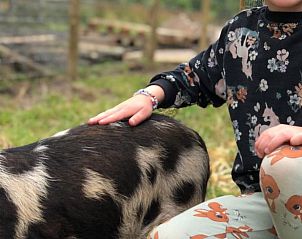 Guest house 2617012 - Holiday property Het Friese platteland - Vakantiehuis in veenwouden