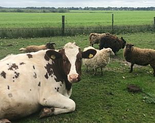 Guest house 2617012 - Holiday property Het Friese platteland - Vakantiehuis in veenwouden