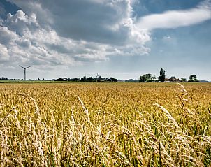 Gouden graanvelden in de omgeving van Vakantiehuis in Klooster Lidlum, Klooster-Lidlum, Friesland.