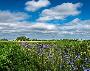 Bloemenvelden in bloei rondom Vakantiehuis in Klooster Lidlum, Klooster-Lidlum, Friesland.