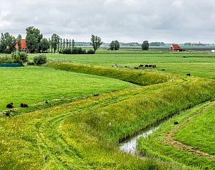 Groene weilanden met koeien in de buurt van Vakantiehuis in Klooster Lidlum, Klooster-Lidlum, Friesland.