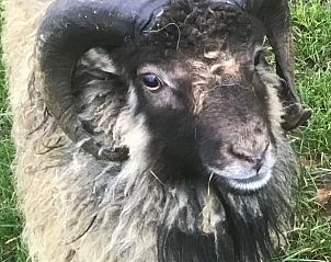 Guest house 2617901 - Holiday property Het Friese platteland - Vakantiehuis in Klooster Lidlum