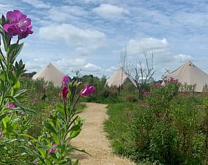 Bloeiende bloemen langs het pad naar Vakantiehuis in Britswert, te midden van Friese natuur.