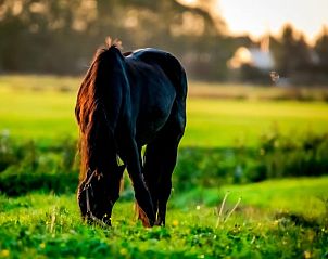 Paard geniet van de natuur bij Vakantiehuis in Wjelsryp, Friesland tijdens zonsondergang.