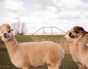Alpaca's in de omgeving van Vakantiehuis in Sexbierum, een unieke ervaring op het Friese platteland.