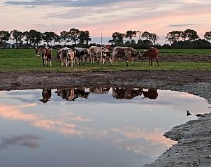 Koeien grazen in de weidse natuur rondom Vakantiehuisje in Baaium, Friesland.