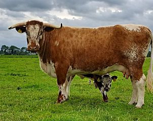 Moederkoe en kalf in de groene weilanden van Baijum, nabij Vakantiehuisje in Baaium, Friesland.