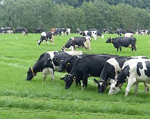 Unterkunft 2620501 - Ferienhaus Het Friese platteland - Vakantiehuisje in Boornbergum