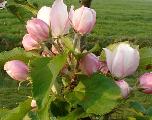 Bloeiende bloemen in de tuin van Vakantiehuisje in Gytsjerk met uitzicht op het Friese landschap.