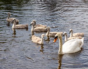 Unterkunft 2621501 - Ferienhaus Het Friese platteland - Huisje in echten