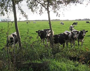 Unterkunft 2621601 - Ferienhaus Het Friese platteland - Huisje in Readtsjerk (Roodkerk)