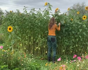 Unterkunft 262405 - Ferienhaus Het Friese platteland - Huisje in Augustinusga