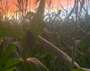 Unterkunft 262405 - Ferienhaus Het Friese platteland - Huisje in Augustinusga