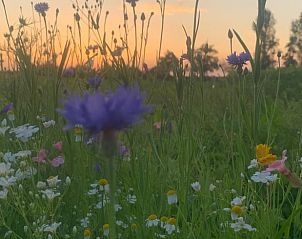 Unterkunft 262405 - Ferienhaus Het Friese platteland - Huisje in Augustinusga