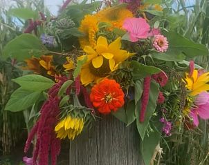 Unterkunft 262405 - Ferienhaus Het Friese platteland - Huisje in Augustinusga