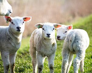 Schattige lammetjes op het Friese platteland bij Huisje in Sint Annaparochie, Friesland.