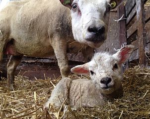 Schaap en lam in de stal bij Huisje in Sint Annaparochie, een boerderij-ervaring op het Friese platteland, Friesland.
