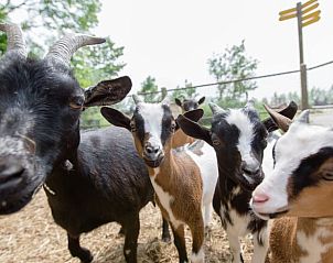 Geiten op de boerderij bij Huisje in Sint Annaparochie, ideaal voor dierenliefhebbers op het Friese platteland, Friesland.