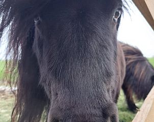 Schattige pony bij Huisje in Wommels, vakantiehuis op het Friese platteland.