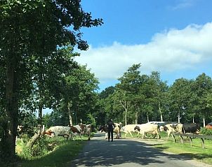 Groene weilanden met koeien nabij Vakantiehuis in De Tike, een typisch Fries uitzicht.