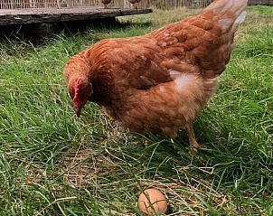 Unterkunft 263803 - Ferienhaus Het Friese platteland - Huisje in Damwald