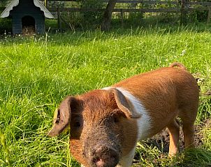 Unterkunft 263803 - Ferienhaus Het Friese platteland - Huisje in Damwald