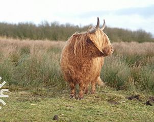 Ruime woonkamer van vakantiehuis FR115 in Noardburgum, ideaal voor ontspanning.