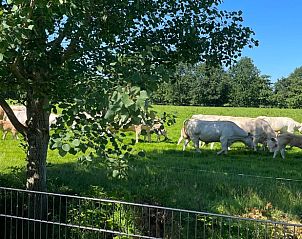 Weiland met koeien naast Vakantiehuis in Noardburgum, rustgevend uitzicht in Friesland.